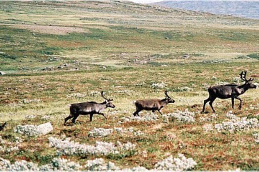 Sulseter Fjellstugu Daire Vinstra Dış mekan fotoğraf